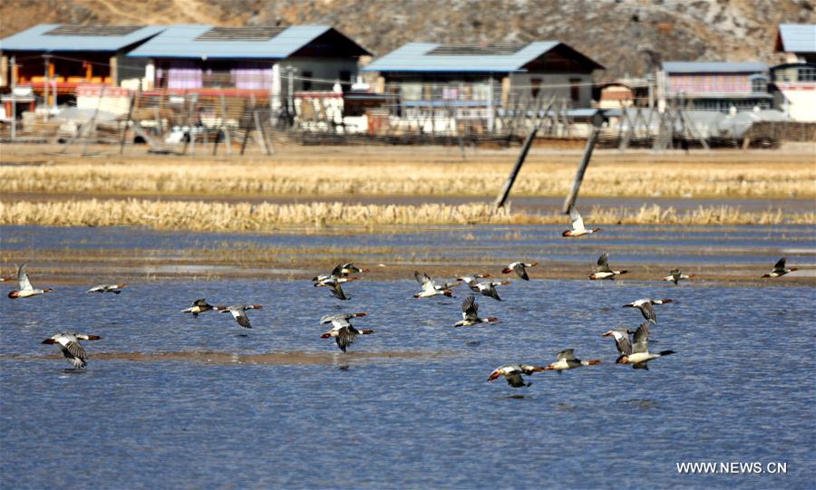 #CHINA-YUNNAN-WINTER-BIRD(CN)