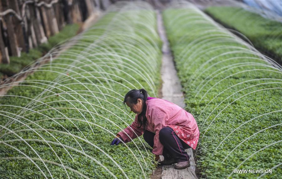 CHINA-HEBEI-AGRICULTURE(CN)