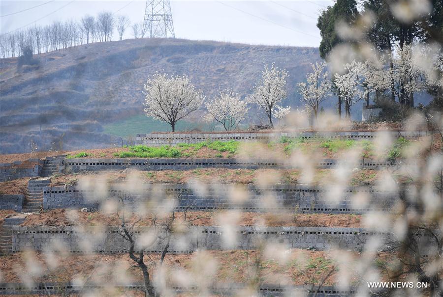 CHINA-SHAANXI-ANKANG-CHERRY BLOSSOM (CN)