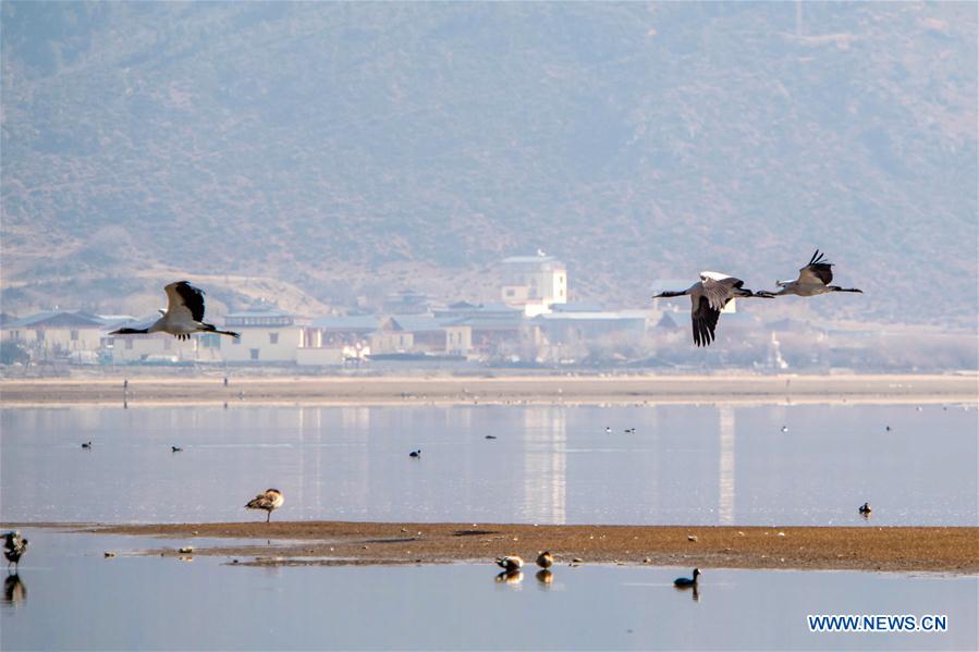 CHINA-YUNNAN-BLACKNECKED CRANE (CN)