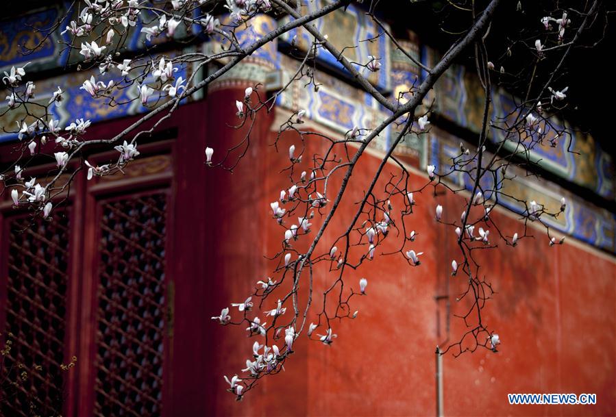 #CHINA-BEIJING-TEMPLE-FLOWERS (CN)