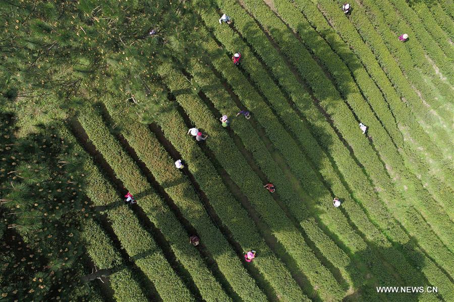 CHINA-GUIYANG-TEA PICKING (CN)