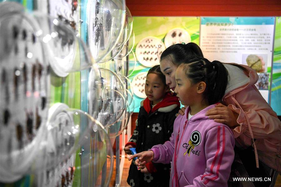 CHINA-HARBIN-BEETLE SAMPLE EXHIBITION (CN)