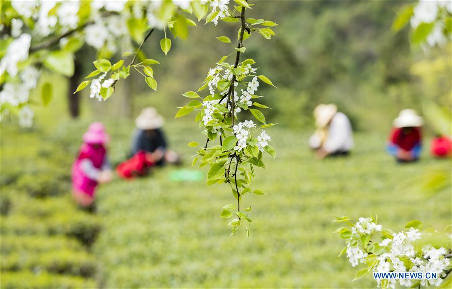 #CHINA-SPRING-TEA GARDEN (CN)