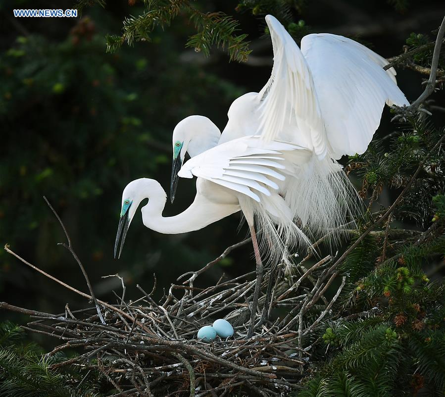 CHINA-JIANGXI-NANCHANG-EGRETS (CN)