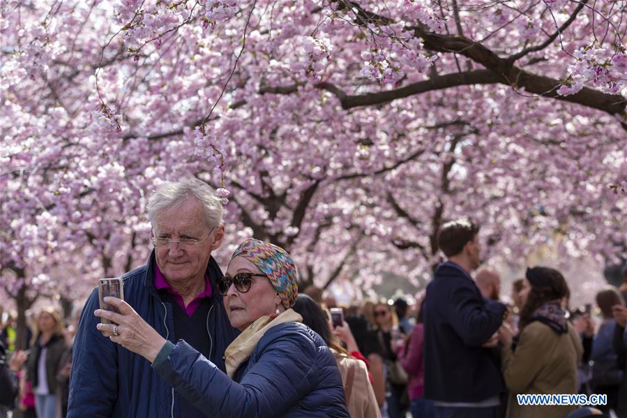 SWEDEN-STOCKHOLM-CHERRY BLOSSOM