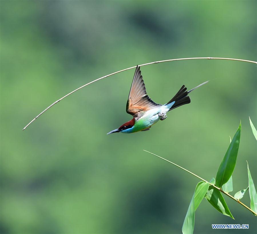 CHINA-FUJIAN-ENVIRONMENT-WILD BIRD (CN)