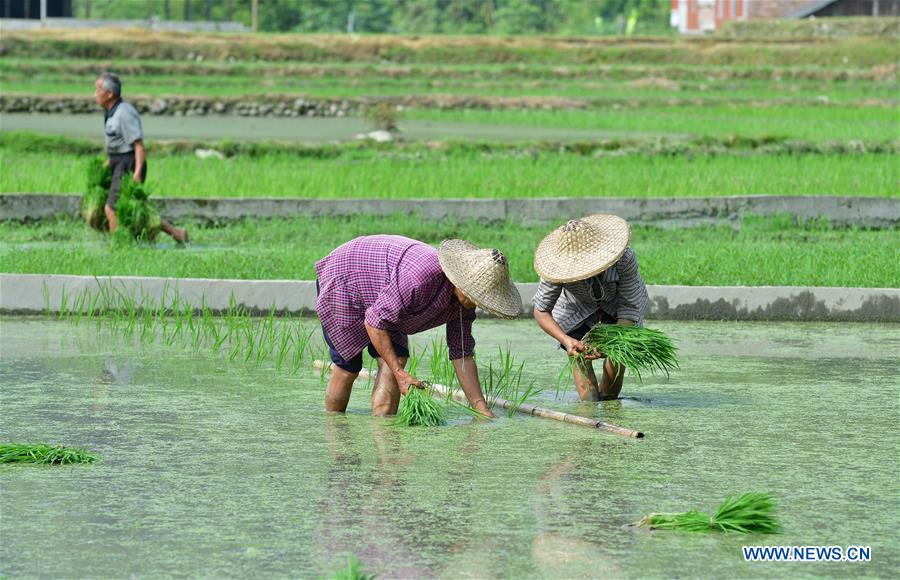 CHINA-GUANGXI-RICE TRANSPLANTING(CN)