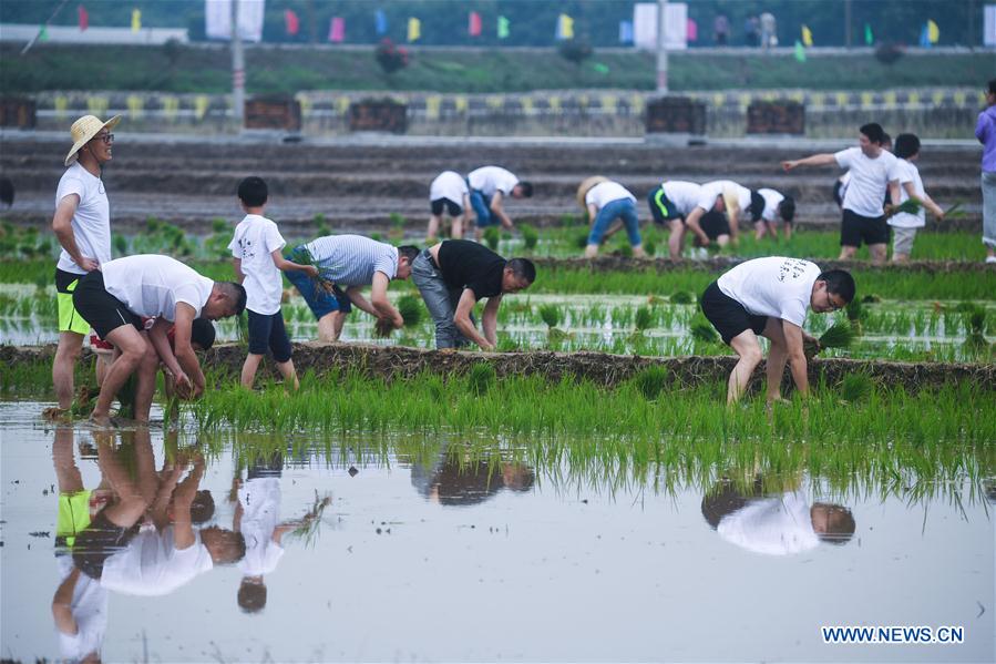 CHINA-ZHEJIANG-RICE TRANSPLANTING GAME (CN)