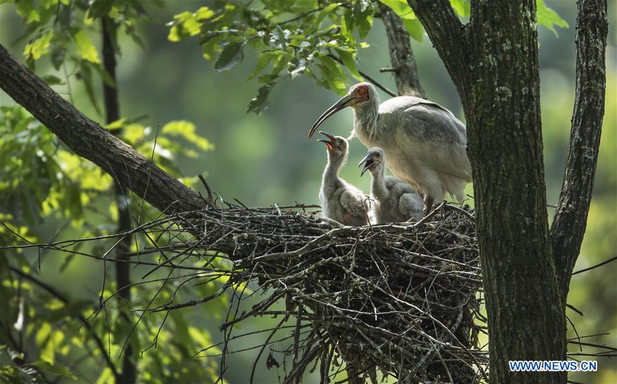 CHINA-SHAANXI-CRESTED IBIS-BREEDING (CN)