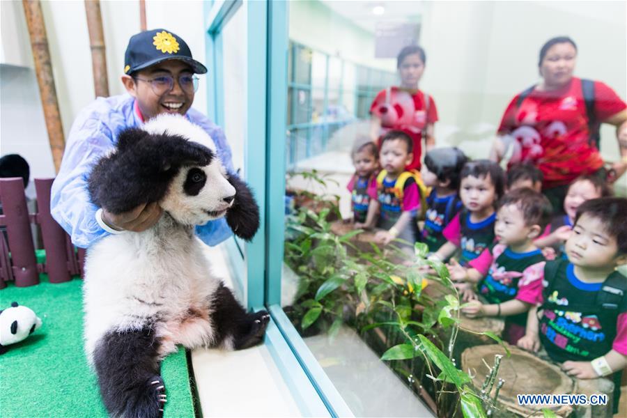 MALAYSIA-KUALA LUMPUR-PANDA-FEEDER