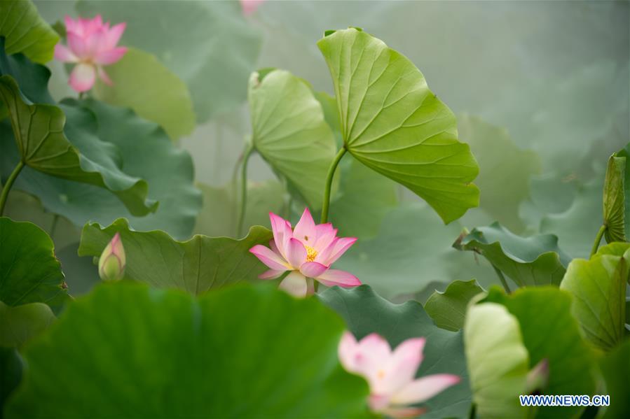 CHINA-MACAO-LOTUS (CN)