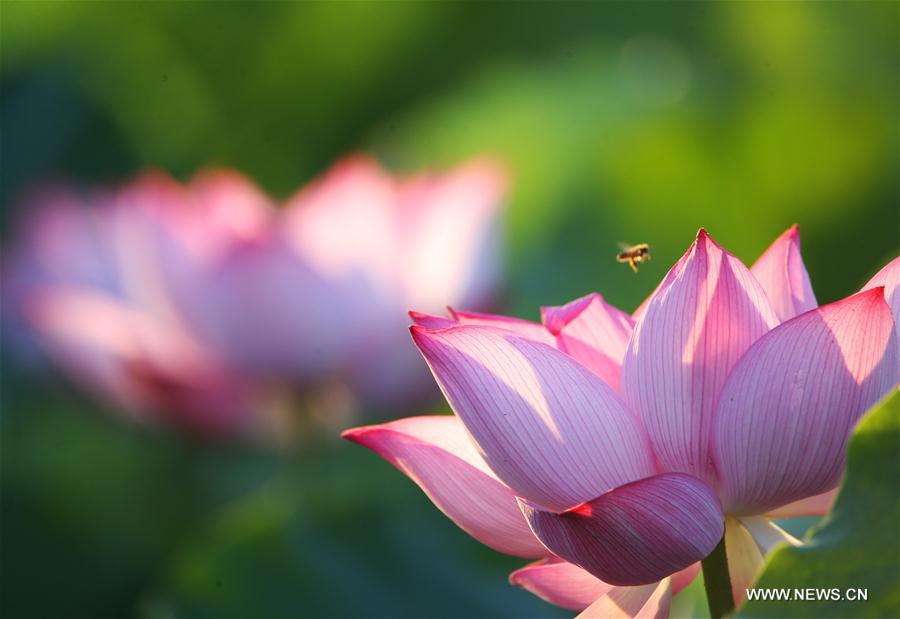 #CHINA-SUMMER-LOTUS FLOWERS (CN)