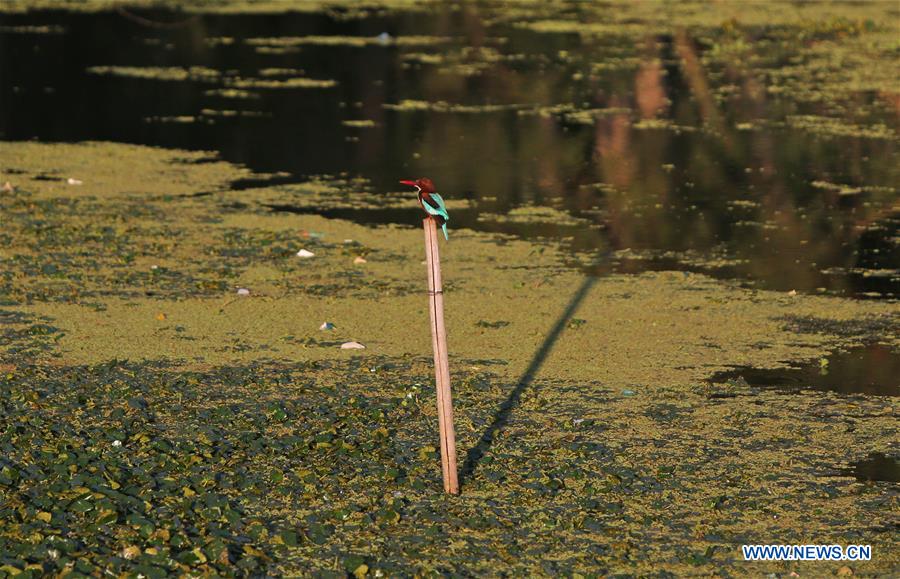 INDIA-SRINAGAR-DAILY LIFE