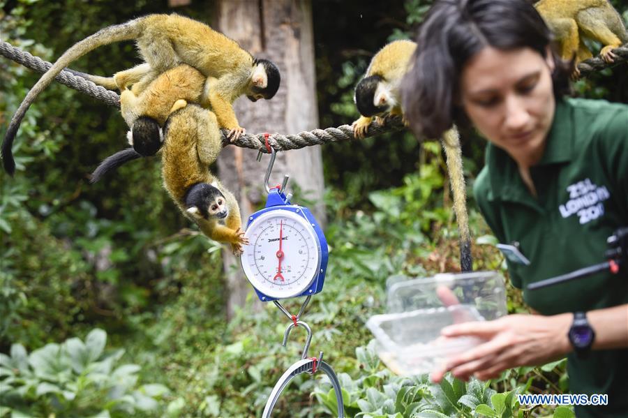 BRITAIN-LONDON-ZSL LONDON ZOO ANNUAL WEIGH-IN