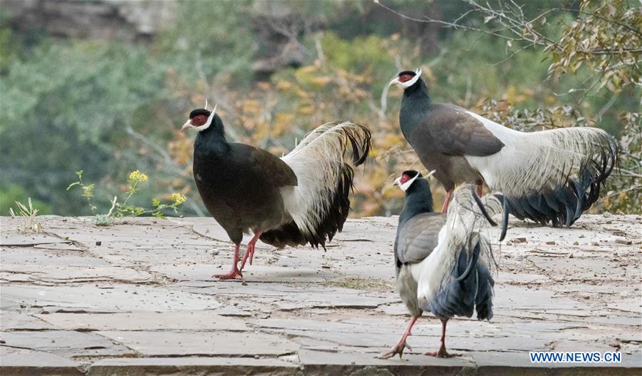 CHINA-VARIOUS WILD BIRDS (CN)