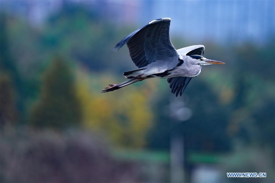 CHINA-GUIZHOU-BIRDS (CN)