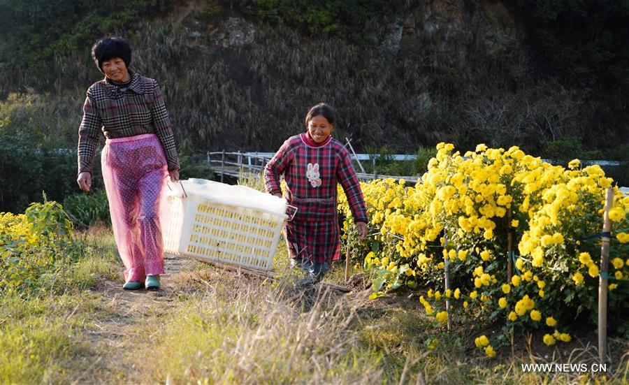 CHINA-JIANGXI-WUYUAN-CHRYSANTHEMUM-PRODUCTION (CN)