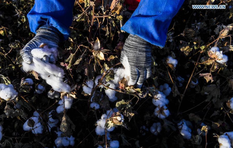 CHINA-XINJIANG-URUMQI-COTTON SEASON(CN)