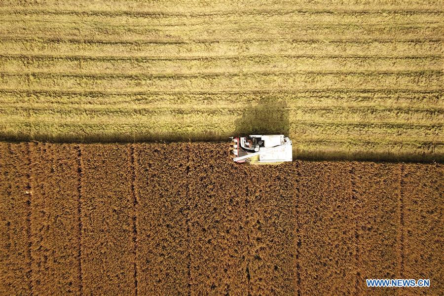 #CHINA-JIANGSU-RICE-HARVEST (CN)