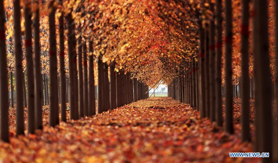 #CHINA-SHANDONG-AUTUMN-MAPLE LEAVES-SCENERY (CN)