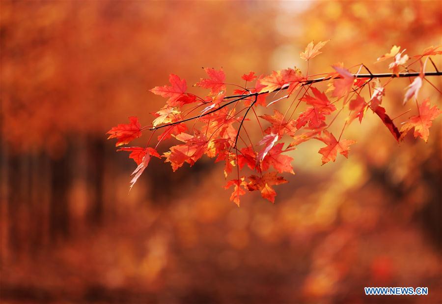 #CHINA-SHANDONG-AUTUMN-MAPLE LEAVES-SCENERY (CN)