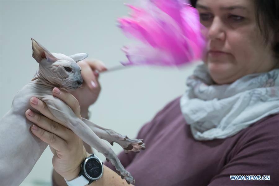 HUNGARY-BUDAPEST-INTERNATIONAL CAT SHOW