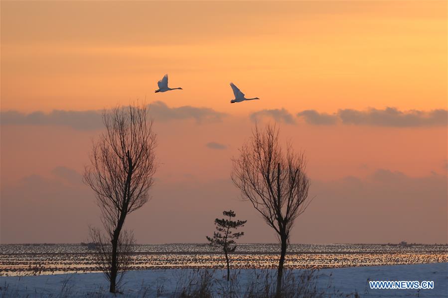 #CHINA-SHANDONG-RONGCHENG-SWANS (CN)