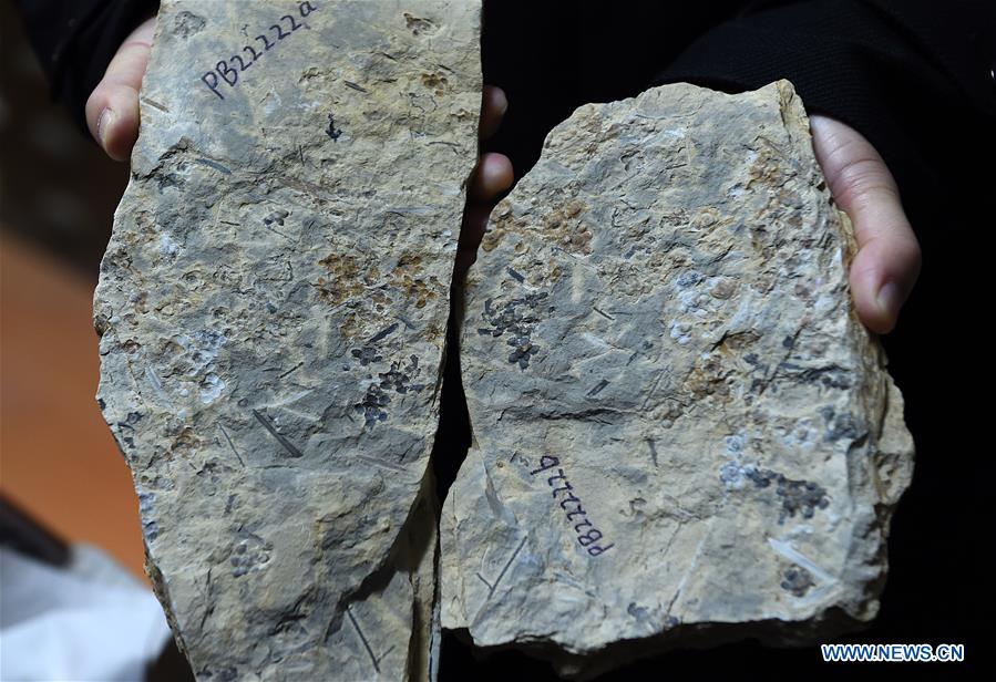 CHINA-NANJING-WORLD'S EARLIEST FOSSIL FLOWERS-RESEARCH ACHIEVEMENTS RELEASE (CN) 