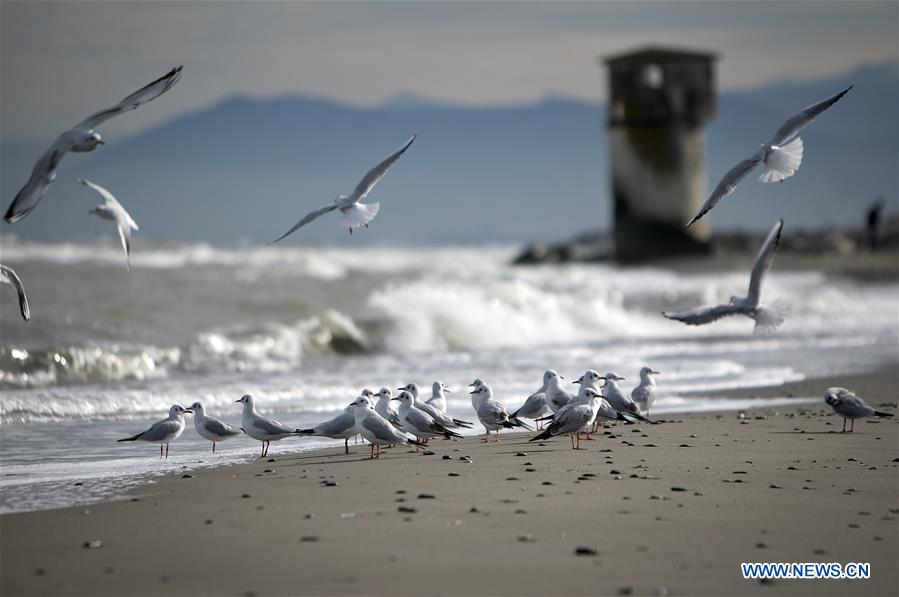 IRAN-MAZANDARAN-MIGRANT BIRDS