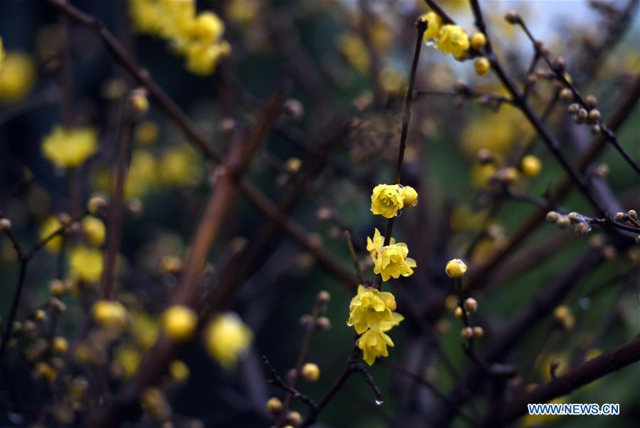 #CHINA-JIANGSU-HUAI'AN-PLUM BLOOSSOM (CN)