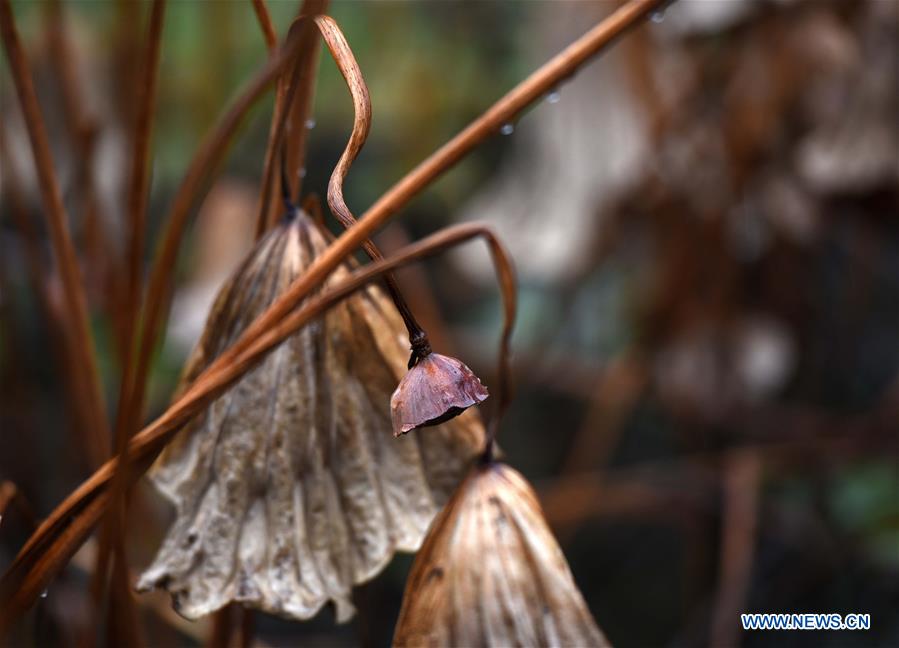 #CHINA-JIANGSU-HUAI'AN-WITHERED LOTUS (CN)