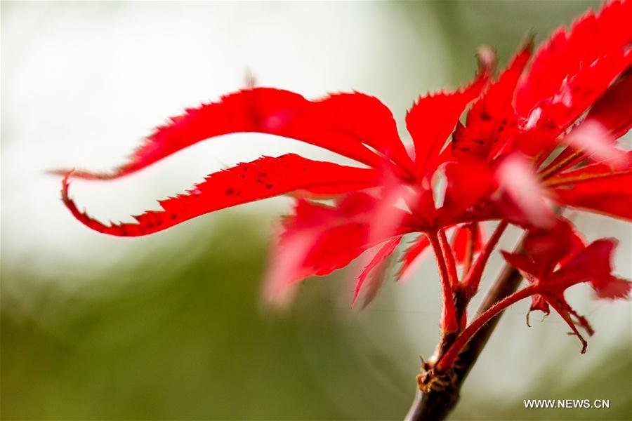 #CHINA-HUBEI-YICHANG-MAPLE LEAVES (CN)