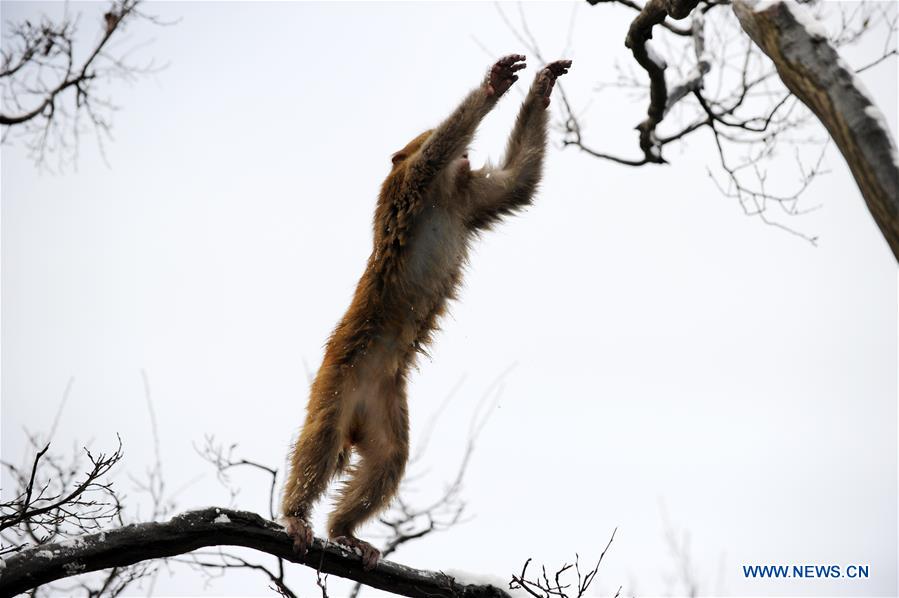 #CHINA-GUIZHOU-GUIYANG-SNOW-MONKEY (CN)