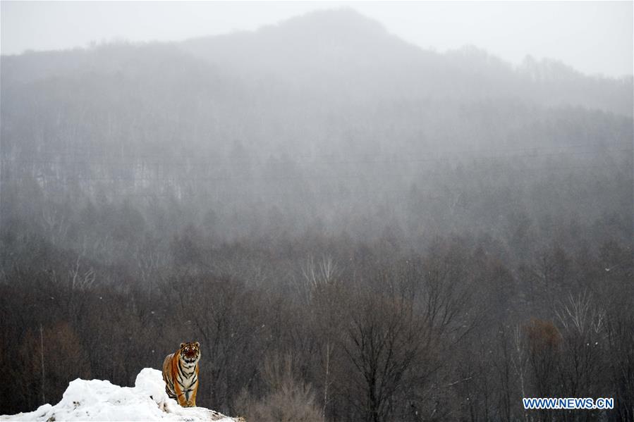 XINHUA-PICTURES OF THE YEAR 2018