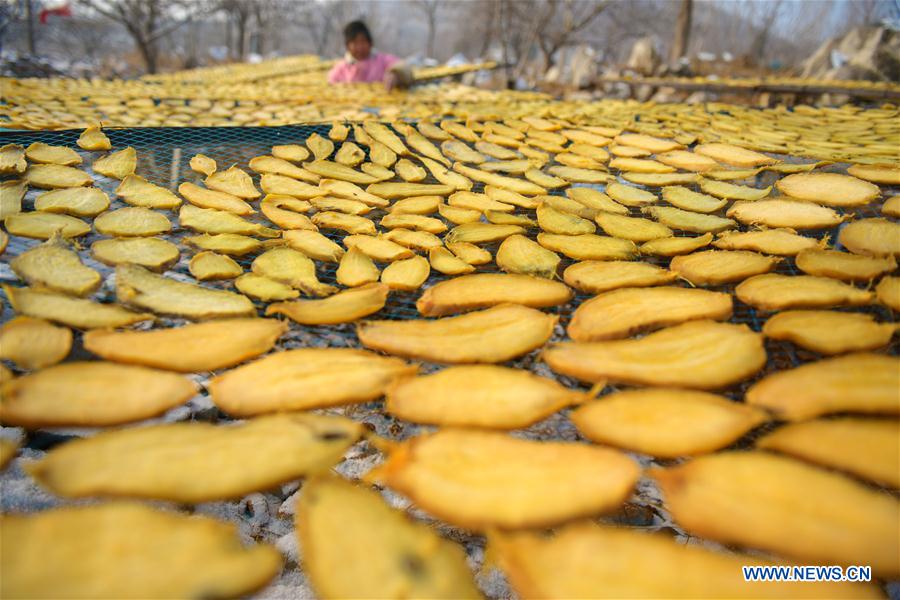 CHINA-SHANDONG-ZAOZHUANG-DRIED SWEET POTATO (CN)