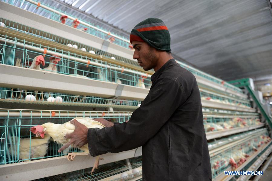 AFGHANISTAN-KANDAHAR-POULTRY FARM