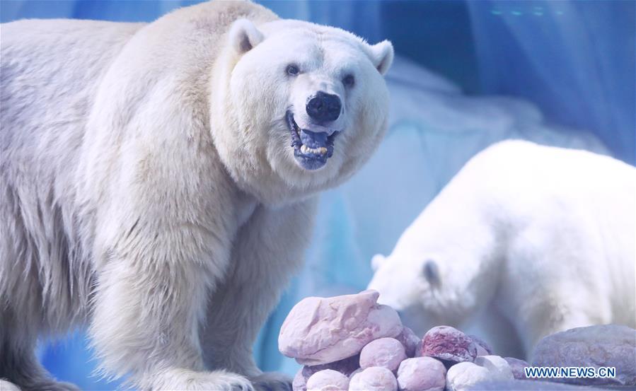 CHINA-SHANGHAI-LANTERN FESTIVAL-POLAR BEAR(CN)