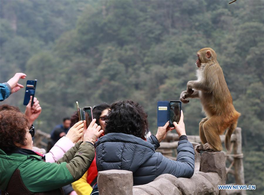 #CHINA-HUNAN-SPRING-MACAQUES(CN)