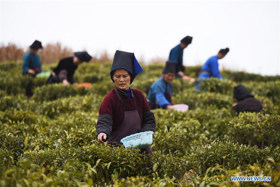 CHINA-GUIZHOU-DANZHAI-TEA-HARVEST (CN)