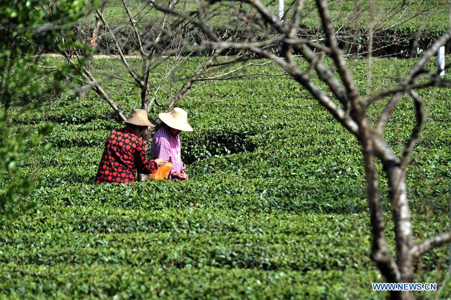 #CHINA-SPRING-FARM WORK (CN)