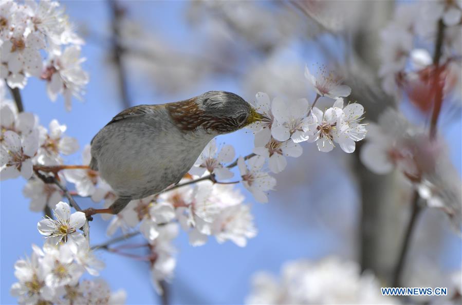 #CHINA-HUBEI-SPRING-FLOWER-BIRD (CN)