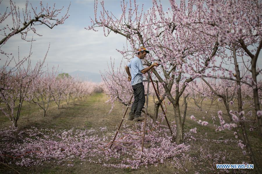 GREECE-VEROIA-PEACH BLOSSOM