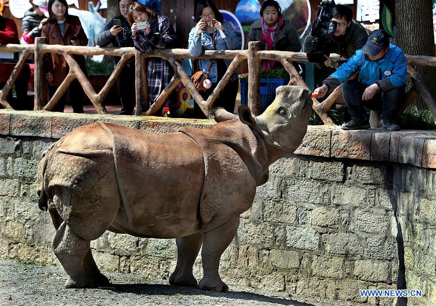 CHINA-SHANGHAI-RHINOS-APPEARANCE (CN)