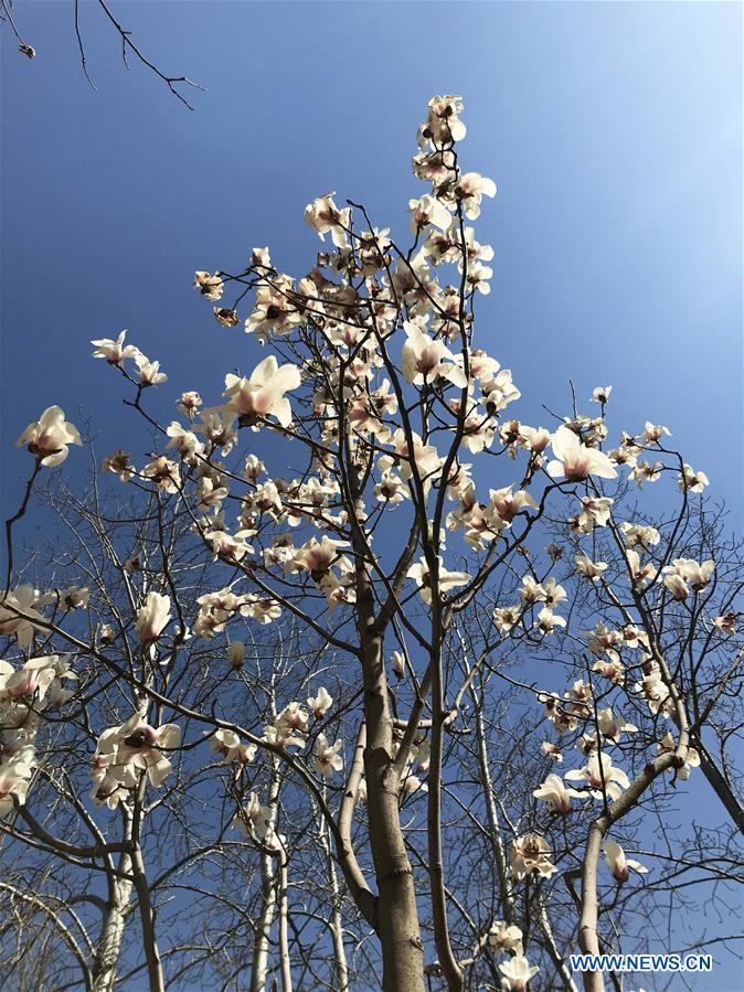 (BeijingCandid) CHINA-BEIJING-SPRING (CN)