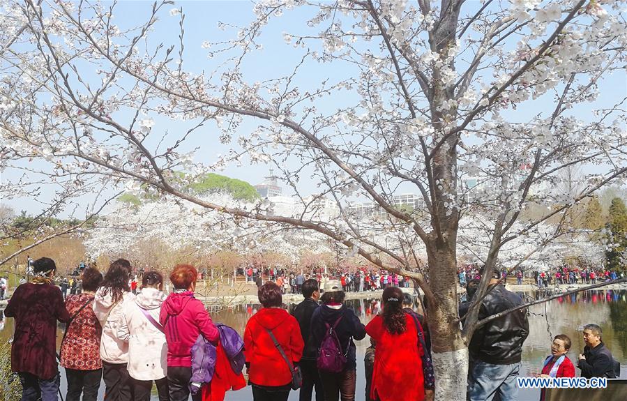 (BeijingCandid)CHINA-BEIJING-SPRING-CHERRY BLOSSOMS (CN)