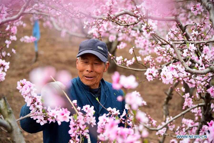 #CHINA-SHANDONG-FARM WORK (CN)