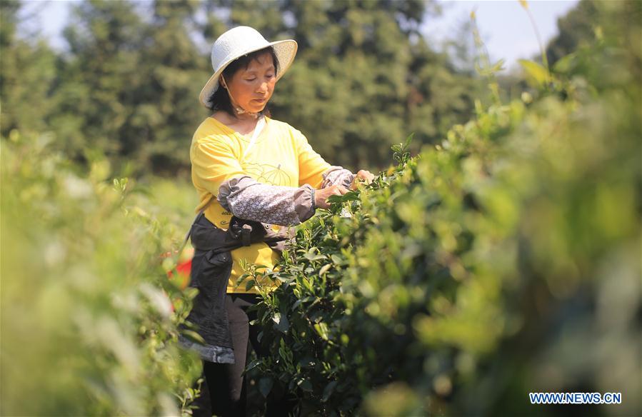 #CHINA-HUNAN-TEA-POVERTY ALLEVIATION (CN)