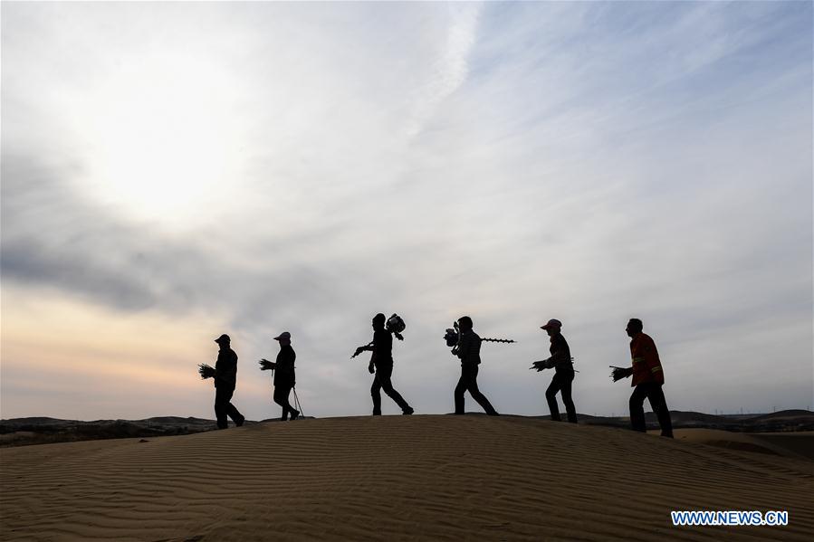 CHINA-INNER MONGOLIA-ORDOS-SALIX PLANTING (CN)