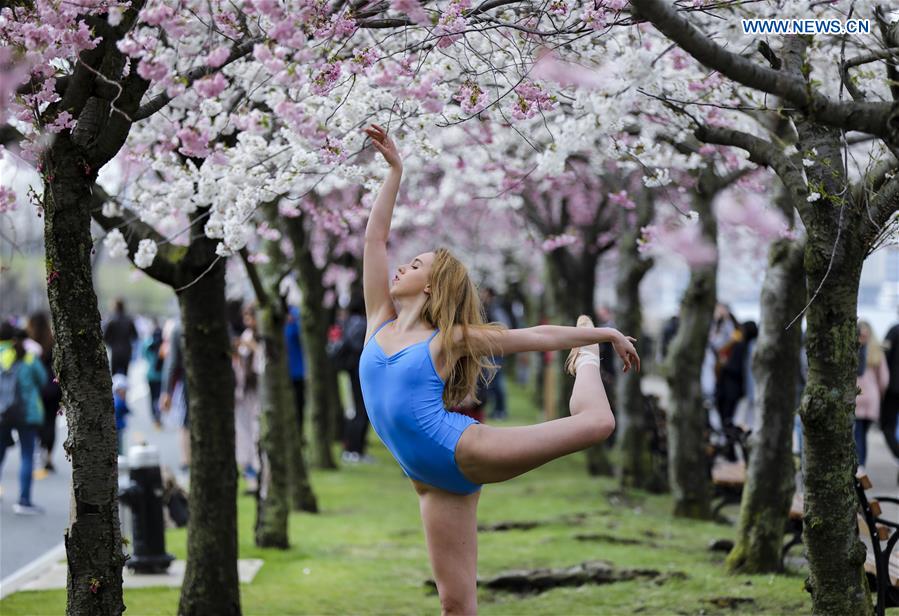 U.S.-NEW YORK-CHERRY BLOSSOM FESTIVAL